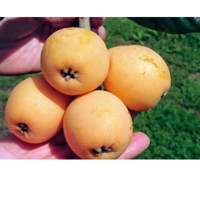 【先行受付】根獅子 びわ 250g(5～6個)×4P