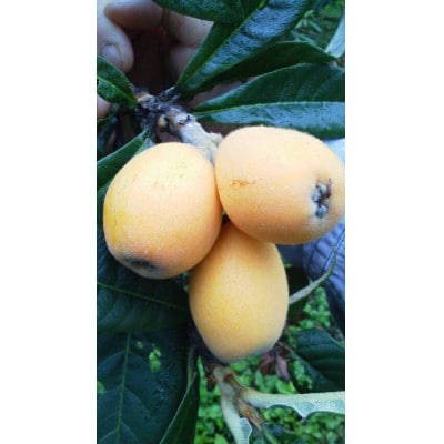 【先行受付】根獅子 びわ 250g(5～6個)×4P