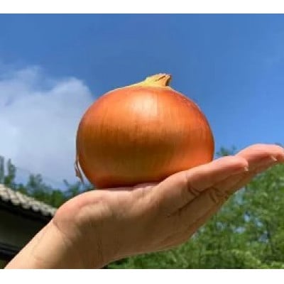 【産地直送!】赤・白玉ねぎ セット 各約4kg 計約8kg