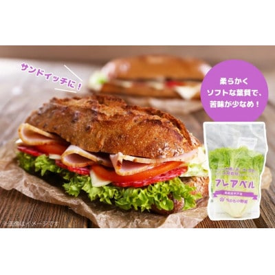 水耕栽培 レタス 4種×3個