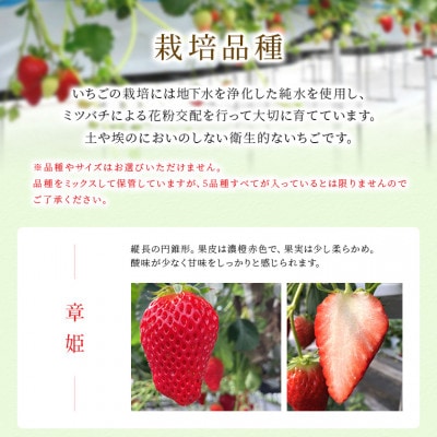 冷凍完熟いちご 500g 富津アクアファーム　AB-17