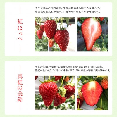 冷凍完熟いちご 500g 富津アクアファーム　AB-17