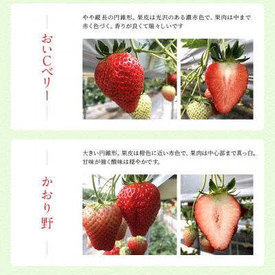冷凍完熟いちご 1kg 富津アクアファーム　AB-18