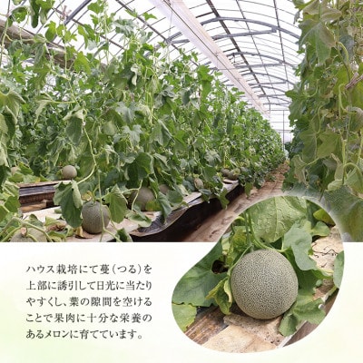 タカミメロン4～6玉(5～7kg)　本田農園　CN-3z