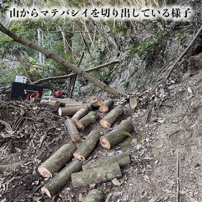 【千葉県富津産】十六代目儀右エ門の薪「マテバシイ」約20kg(未乾燥)　CK-2z