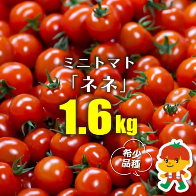ミニトマト「ネネ」1.6kg(200g×8パック)　BU-7