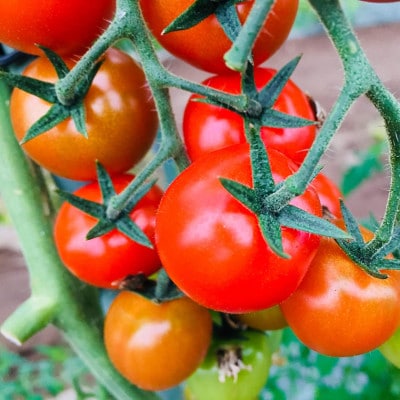 ミニトマト「ネネ」1.6kg(200g×8パック)　BU-7