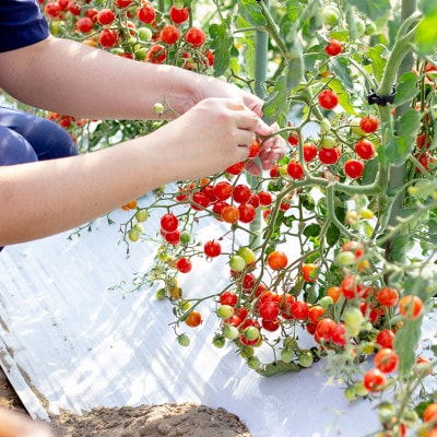 ミニトマト「ネネ」2.4kg(200g×12パック)　BU-8