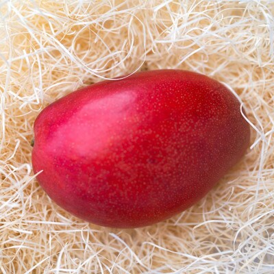 Alon Alon マンゴー(アーウィン)栽培期間中農薬不使用 1kg～1.5kg　BA-5z