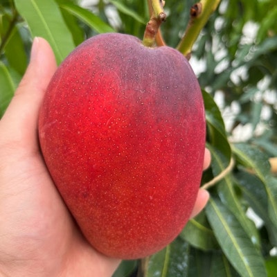 Alon Alon マンゴー(アーウィン)栽培期間中農薬不使用 1kg～1.5kg　BA-5z
