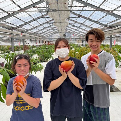 Alon Alon マンゴー(アーウィン)栽培期間中農薬不使用 1kg～1.5kg　BA-5z