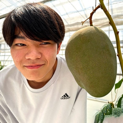 Alon Alon マンゴー(キーツ)栽培期間中農薬不使用 1kg～1.5kg　BA-6