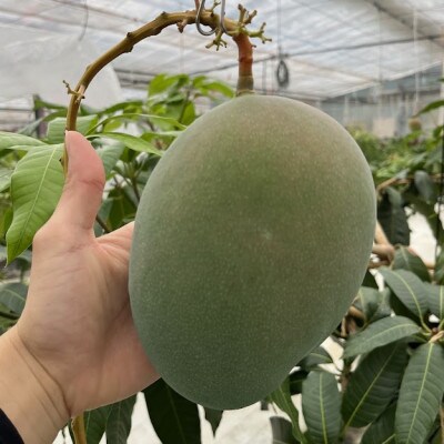 Alon Alon マンゴー(キーツ)栽培期間中農薬不使用 1kg～1.5kg　BA-6