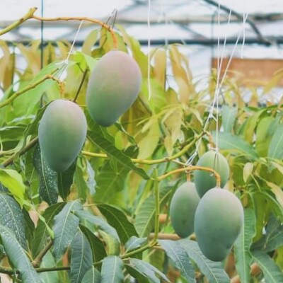 Alon Alon マンゴー(キーツ)栽培期間中農薬不使用 1kg～1.5kg　BA-6