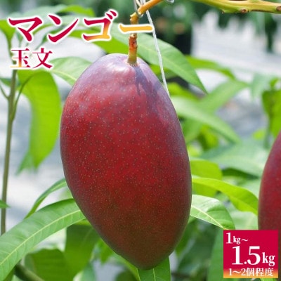 Alon Alon マンゴー(玉文)栽培期間中農薬不使用 1kg～1.5kg　BA-7