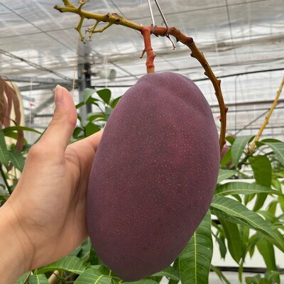 Alon Alon マンゴー(玉文)栽培期間中農薬不使用 1kg～1.5kg　BA-7