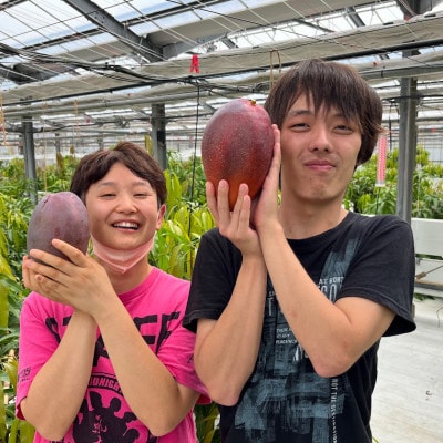 Alon Alon マンゴー(玉文)栽培期間中農薬不使用 1kg～1.5kg　BA-7