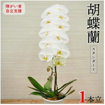 胡蝶蘭(スタンダード)1本立/NPO法人Alon Alon　BA-3b