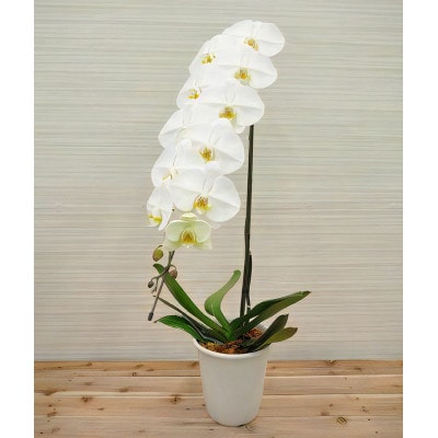 胡蝶蘭(スタンダード)1本立/NPO法人Alon Alon　BA-3b