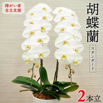 胡蝶蘭(スタンダード)2本立/NPO法人Alon Alon　BA-4b