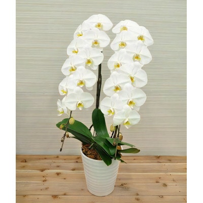 胡蝶蘭(スタンダード)2本立/NPO法人Alon Alon　BA-4b