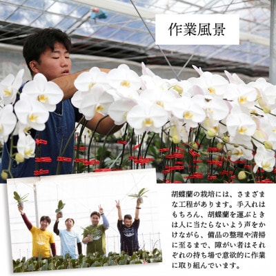 胡蝶蘭(スタンダード)2本立/NPO法人Alon Alon　BA-4b