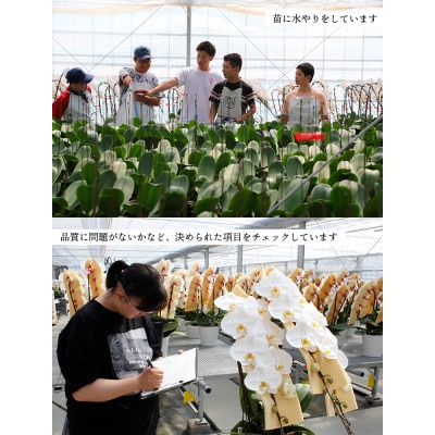 胡蝶蘭(スタンダード)2本立/NPO法人Alon Alon　BA-4b