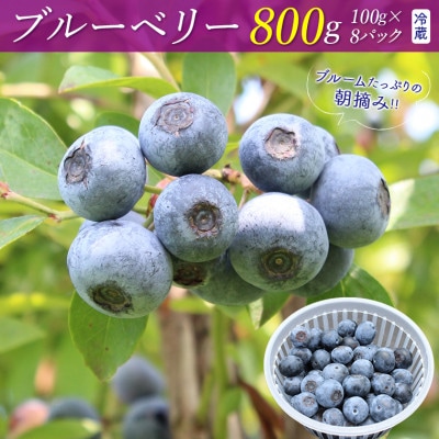 朝摘みブルーベリー800g(冷蔵)【7月発送分】　E-23c7