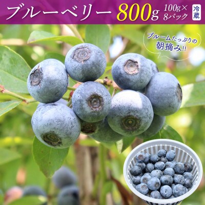 朝摘みブルーベリー800g(冷蔵)【8月～9月上旬発送分】　E-23c89