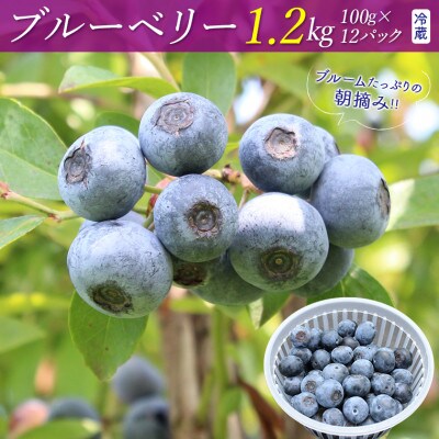 朝摘みブルーベリー1.2kg(冷蔵)【7月発送分】　E-6e7