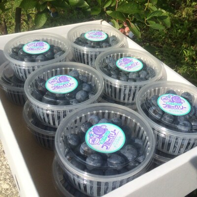 朝摘みブルーベリー1.2kg(冷蔵)【8月～9月上旬発送分】　E-6e89