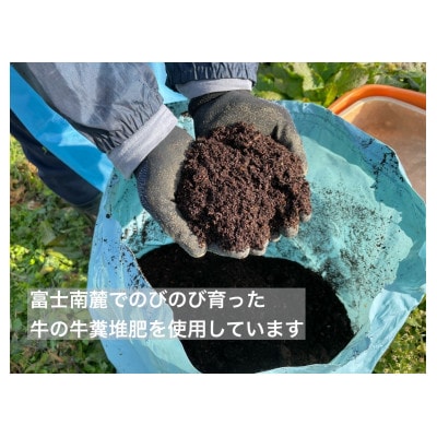 【2025年発送分☆先行受付☆】山梨県産朝採り新鮮シャインマスカット2kg以上(3房以上)