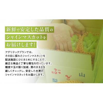 【2026年発送】こだわり シャインマスカット 1房 650g以上