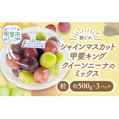 【ご家庭用粒】ぶどう3種(シャインマスカット・甲斐キング・クイーンニーナのミックス)約500g×3P