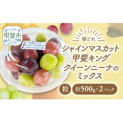 【ご家庭用粒】ぶどう3種(シャインマスカット・甲斐キング・クイーンニーナのミックス)約500g×2P