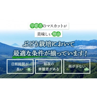 【ご家庭用粒】ぶどう3種(シャインマスカット・甲斐キング・クイーンニーナのミックス)約500g×2P