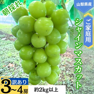 ご家庭用シャインマスカット「訳あり」　3-4房　計2.0kg以上