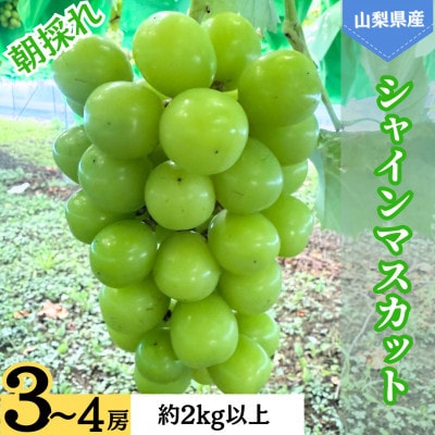山梨県産　シャインマスカット　3-4房　計約2.0kg以上