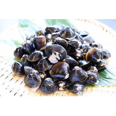 【北海道小清水町】トウフツ湖　大粒しじみ貝400g(砂出し済)