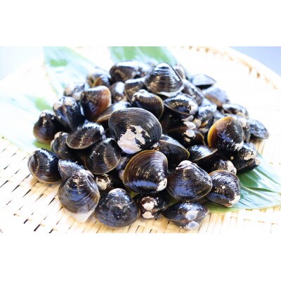 【北海道小清水町】トウフツ湖　大粒しじみ貝400g×2袋(砂出し済)
