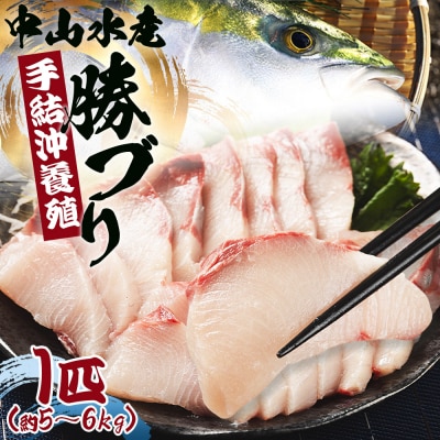 【先行受付】ぶり 1匹(5kg～6kg) 手結沖養殖「勝ブリ」 ny-0010