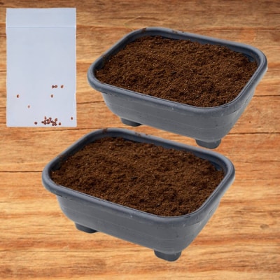 初心者さんにも! はつか大根 栽培キット 