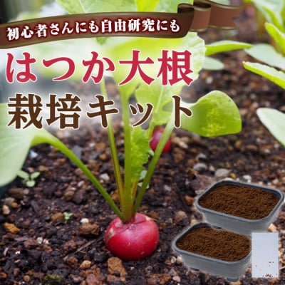 初心者さんにも! はつか大根 栽培キット 