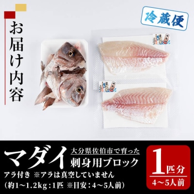 マダイ 刺身用 ブロック (1匹分・4-5人前) 