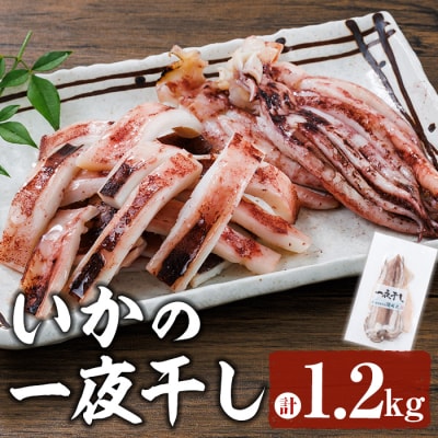 いかの一夜干し (計1.2kg) 