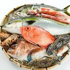 ＜定期便＞ 魚介類定期便 (全12回 ・連続) 