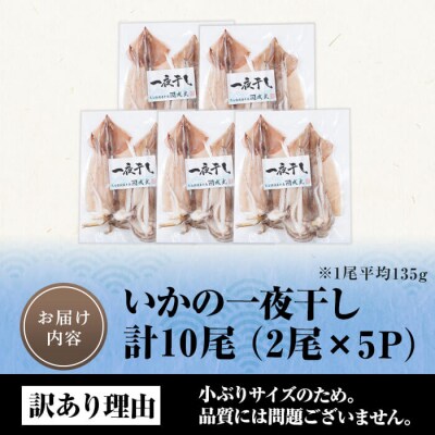  いかの一夜干し (計10尾) 