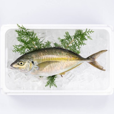 鮮魚 シマアジ (1本・約1kg)
