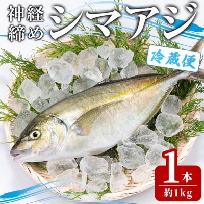 鮮魚 シマアジ (1本・約1kg)