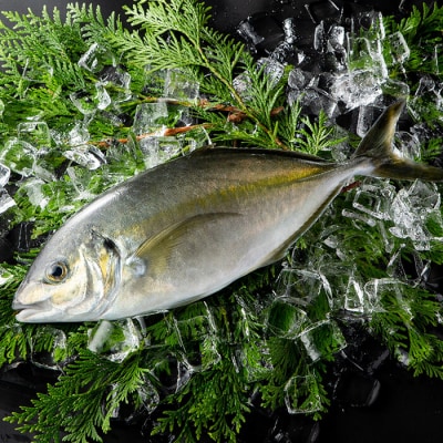 鮮魚 シマアジ (1本・約1kg)